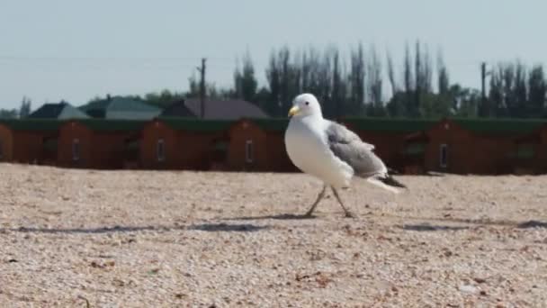 Un sacco di gabbiani sulla spiaggia che mangiano un pasto e si urlano contro sullo sfondo del mare e del cielo blu . — Video Stock