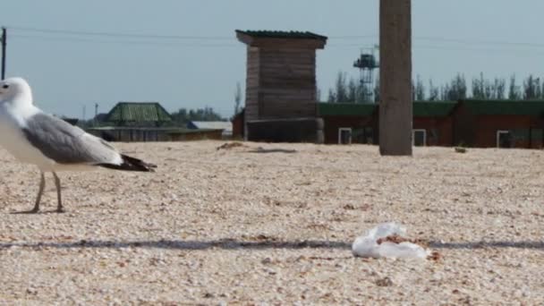 Un montón de gaviotas en la playa comiendo una comida y gritándose unos a otros en el fondo del mar y el cielo azul . — Vídeos de Stock