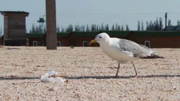 Muitas gaivotas na praia comendo uma refeição e gritando uns com os outros no fundo do mar e céu azul . — Vídeo de Stock