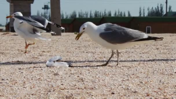 Viele Möwen am Strand essen eine Mahlzeit und schreien sich vor dem Hintergrund von Meer und blauem Himmel an. — Stockvideo