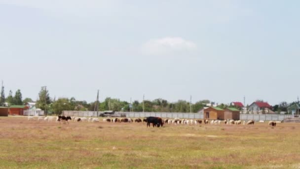 Herder met hond feedeth schapen en rammen op het veld. — Stockvideo