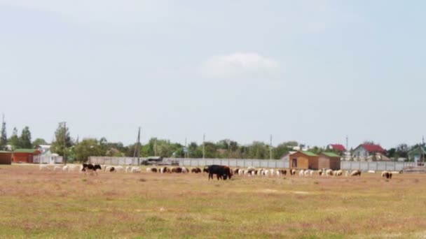 Pastor con perro alimenta ovejas y carneros en el campo . — Vídeos de Stock