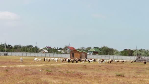 Pastor con perro alimenta ovejas y carneros en el campo . — Vídeos de Stock