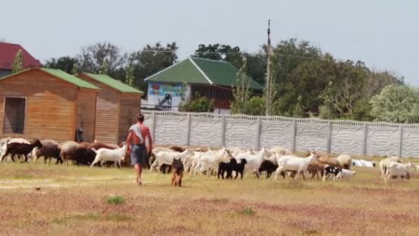 Shepherd with dog feedeth sheep and rams on the field. — Stock Video