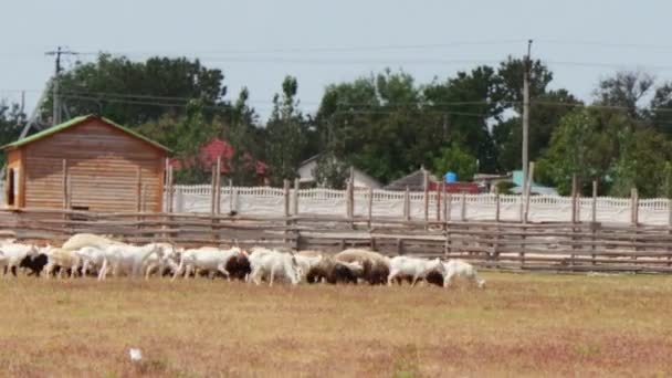 Пастух с собакой кормит овец и баранов на поле . — стоковое видео