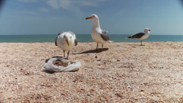 ビーチでのカモメ食品、お互いに叫んでは群れるし、パンを食べる — ストック動画