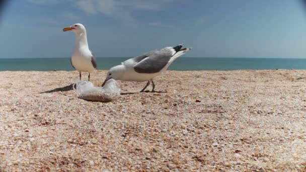 Måsar på stranden flock tillsammans för mat, skriker åt varandra och äta bröd — Stockvideo