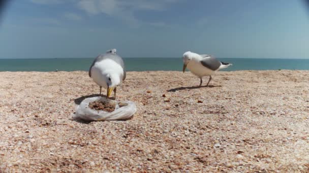 Gaivotas na praia juntam-se para comer, gritam umas com as outras e comem pão. — Vídeo de Stock