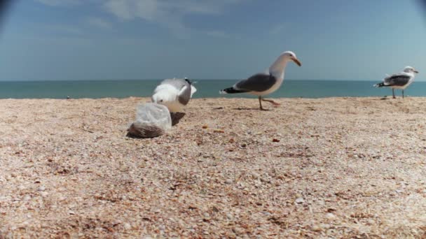 Meeuwen op het strand kudde samen voor de menselijke voeding, schreeuwen naar elkaar en brood eten — Stockvideo