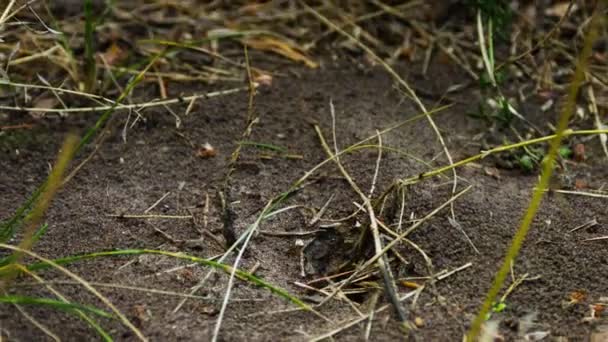 Hormigas arrastrándose sobre el hormiguero . — Vídeos de Stock