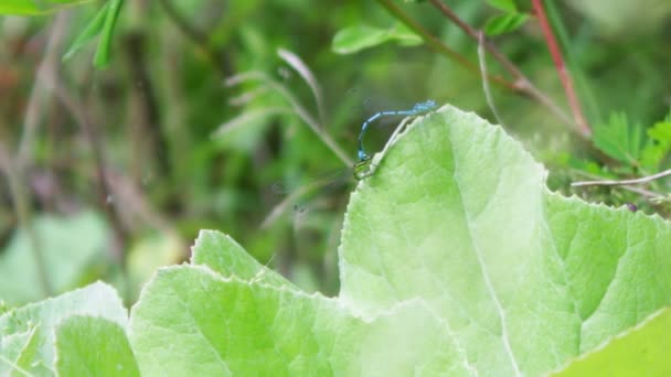 Two blue dragonflies mating on the green leaf. — Stock Video