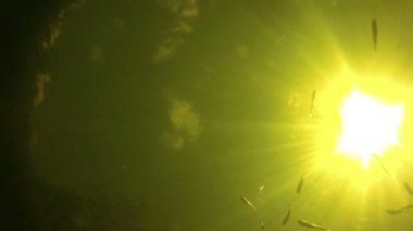 Balık parlak güneşin bir arka plan üzerinde su altında yüzme ve yem yeme.