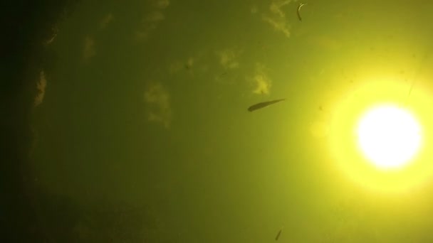 Poissons nageant sous l'eau sur un fond de soleil brillant et mangeant l'appât . — Video