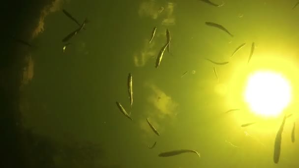 Ryby pływackie pod wodą na tle jasnego słońca i jedzenia przynęty. — Wideo stockowe