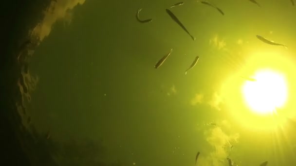 Peixe nadando sob a água em um fundo do sol brilhante e comer a isca . — Vídeo de Stock