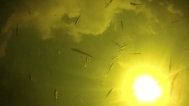 Balık parlak güneşin bir arka plan üzerinde su altında yüzme ve yem yeme.