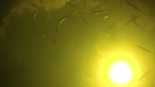Риба плаває під водою на тлі яскравого сонця і їсть приманку . — стокове відео