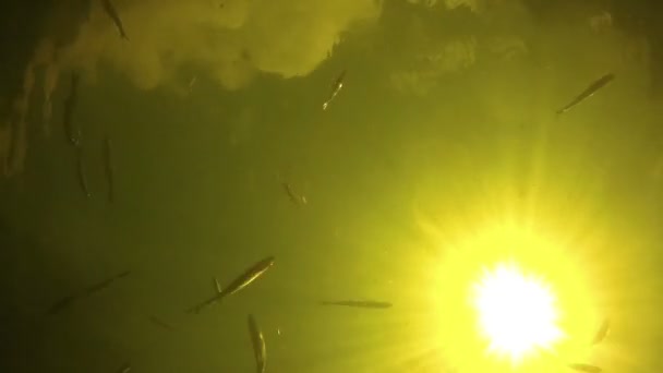 Peces nadando bajo el agua sobre un fondo del sol brillante y comiendo el cebo . — Vídeos de Stock