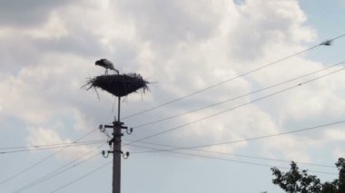 Leylek yuvası bir ayağı üzerinde oturuyor.