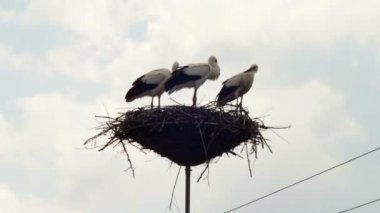 Leylek yuvası bir ayağı üzerinde oturuyor.