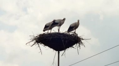 Leylek yuvası bir ayağı üzerinde oturuyor.