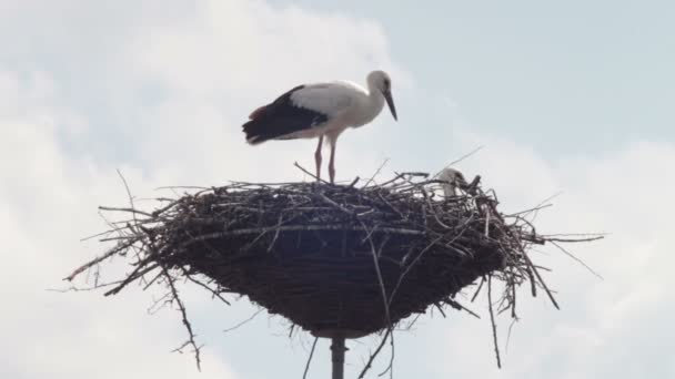 Storkar sitter i ett bo på en pelare. — Stockvideo