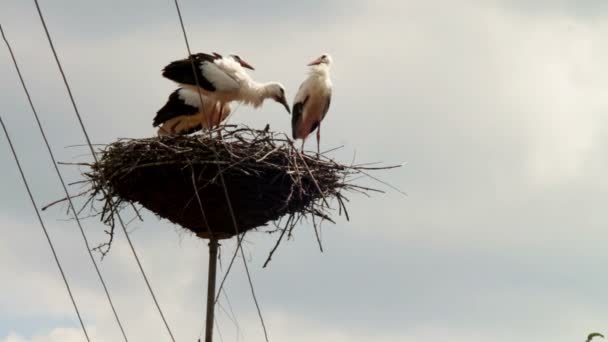 Storkar sitter i ett bo på en pelare. — Stockvideo