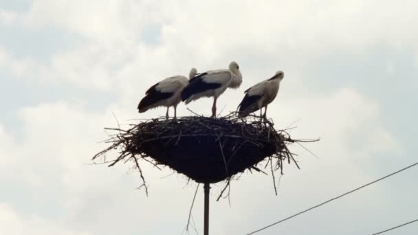 Cigüeñas están sentadas en un nido sobre un pilar . — Vídeos de Stock