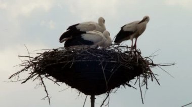 Leylek yuvası bir ayağı üzerinde oturuyor.