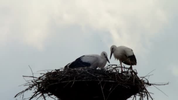 Storkar sitter i ett bo på en pelare. — Stockvideo