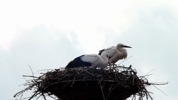 Les cigognes sont assises dans un nid sur un pilier . — Video