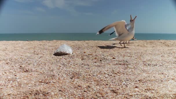 Gaivotas na praia juntam-se para comer, gritam umas com as outras e comem pão. — Vídeo de Stock