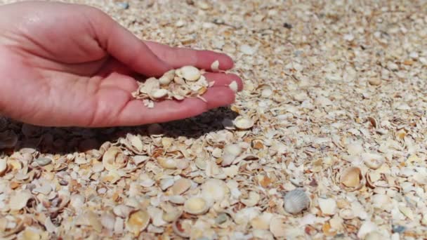 Una mano di uomo prende conchiglie sulla spiaggia . — Video Stock