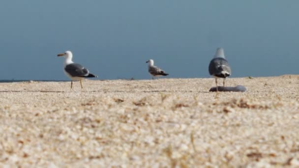 Sok sirályok a strandon, egy étkezésre kiabálunk egymással a háttérben a tenger és a kék ég. — Stock videók