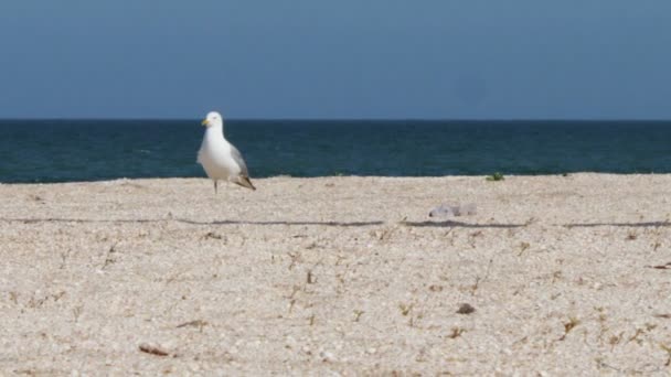 Seagull op het strand, staat en wandelingen op het strand door de zee op een achtergrond van golven en de blauwe hemel. — Stockvideo