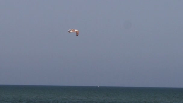 Möwe fliegt über das Meer. — Stockvideo