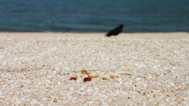 Corvo sulla spiaggia prende rapidamente il cibo e vola via . — Video Stock