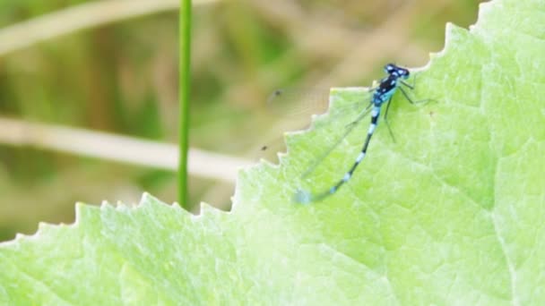 Dragonfly sitter på ett grönt blad. — Stockvideo