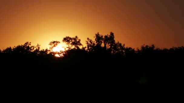 Sonnenuntergang über den Bäumen. — Stockvideo