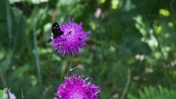 Чорний метелик з білих кіл на Пурпурна квітка. — стокове відео