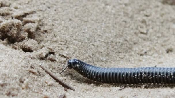 A maior parte da centopeia longa e negra rasteja no chão na areia. . — Vídeo de Stock