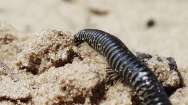 Most of the long, black centipede crawls on the ground in the sand. — Stock Video