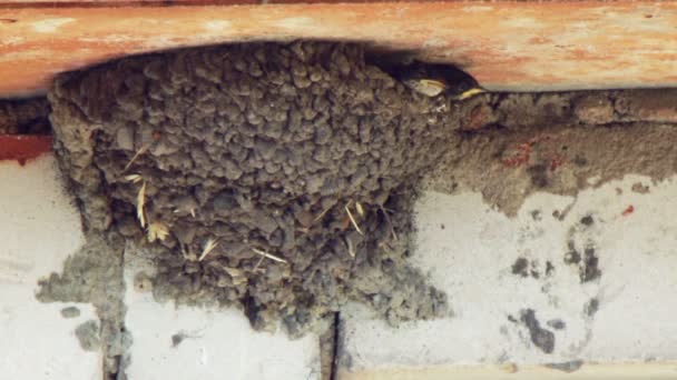 Una golondrina alimenta a sus polluelos en el nido . — Vídeo de stock