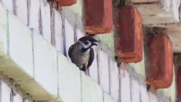 Een zwaluw zittend op een baksteen gebouw. — Stockvideo