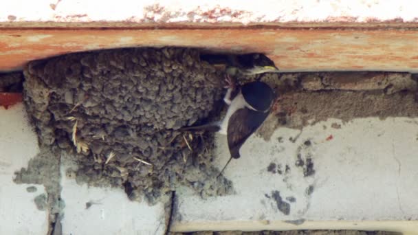 Een zwaluw voedt haar kuikens in het nest. — Stockvideo