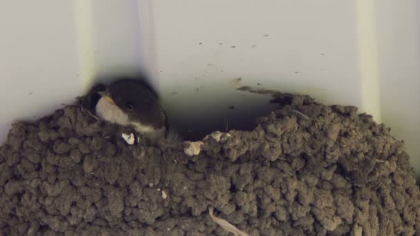 Slikken kuikens in het nest. Swallow voeding van kuikens. — Stockvideo