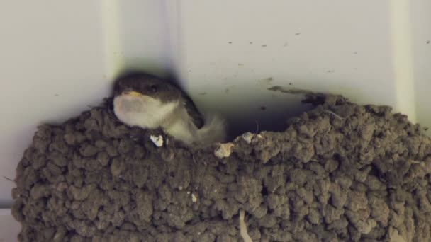 Slikken kuikens in het nest. Swallow voeding van kuikens. — Stockvideo