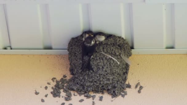 Swallow chicks in the nest. Swallow feeding chicks. — Stock Video