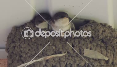 Piliçler yuvaya yutun. Civciv besleme kırlangıç.