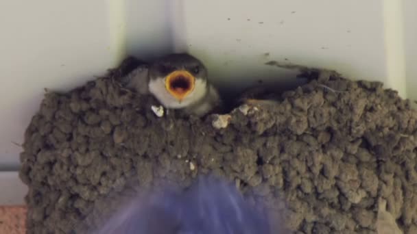 Avalez les poussins dans le nid. Avaler les poussins nourrissant . — Video